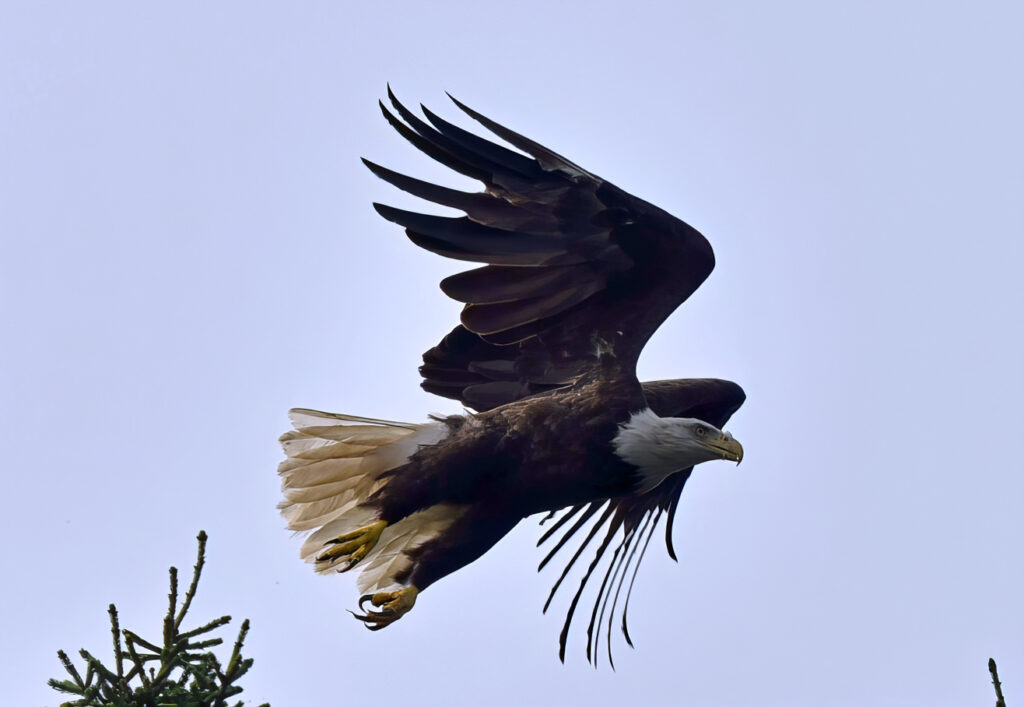 Bald Eagle